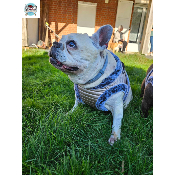 HARNAIS VESTE JUDY POUR BOULEDOGUE FRANCAIS MILK AND PEPER