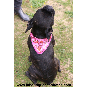 BANDANA RAFRAICHISSANT POUR BOULEDOGUES