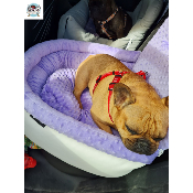 COSY CAR CONFORT PROVENCE POUR BOULEDOGUE