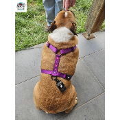 HARNAIS EN H CROIX VIOLET BOULEDOGUE ANGLAIS