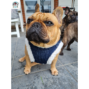 HARNAIS VESTE TYLER MILK AND PEPPER POUR BOULEDOGUE