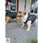 IMPERMEABLE STUART POUR BOULEDOGUE ANGLAIS