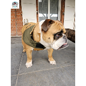 MANTEAU SCHOOL SPECIAL BOULEDOGUE ANGLAIS