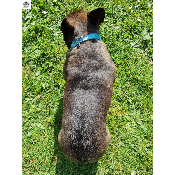ENSEMBLE STARDUST LAGON POUR BOULEDOGUE