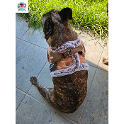 HARNAIS VESTE EDOUARD POUR BOULEDOGUE FRANCAIS MILK AND PEPPER