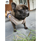 HARNAIS VESTE ENOLA POUR BOULEDOGUE FRANCAIS MILK AND PEPPER