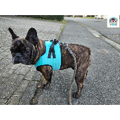 HARNAIS VESTE MUSHER AQUA BOULEDOGUE FRANCAIS