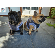 HARNAIS VESTE MILENA POUR BOULEDOGUE FRANCAIS