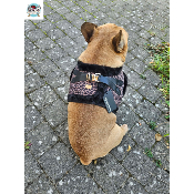 HARNAIS VESTE ASHA POUR BOULEDOGUE FRANCAIS