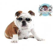 LUNETTES DE SOLEIL DOGGLES