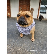 HARNAIS VESTE NELLA MILK AND PEPPER BOULEDOGUE