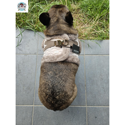 HARNAIS VESTE ENOLA POUR BOULEDOGUE FRANCAIS MILK AND PEPPER