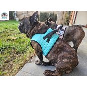 HARNAIS VESTE MUSHER AQUA BOULEDOGUE FRANCAIS