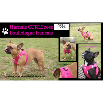 HARNAIS VESTE CURLI FUSHIA BOULEDOGUE