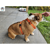HARNAIS EN H ORANGE BOULEDOGUE ANGLAIS