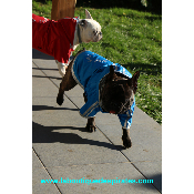 IMPERMEABLE BOULEDOGUE BLEU