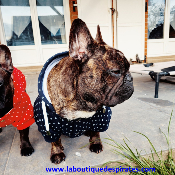 SWEAT A CAPUCHE EWEN POUR BOULEDOGUE