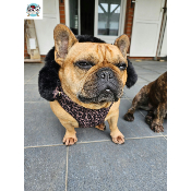 DOUDOUNE HARNAIS INTEGRE AMARA POUR BOULEDOGUE FRANCAIS