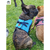 HARNAIS VESTE JAYDEN MILK & PEPPER POUR BOULEDOGUE