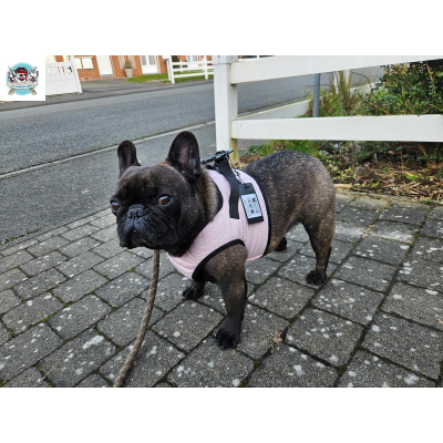 HARNAIS VESTE MUSHER ROSE BOULEDOGUE FRANCAIS