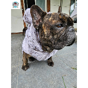 SWEAT OSKAR MILK AND PEPPER BOULEDOGUE FRANCAIS