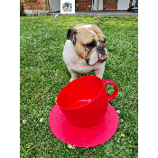 ENSEMBLE GAMELLE TASSE + SOUS TASSE POUR BOULEDOGUE