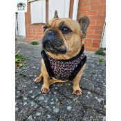 HARNAIS VESTE ASHA POUR BOULEDOGUE FRANCAIS