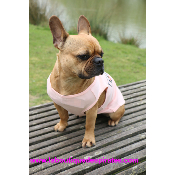 TEE SHIRT DEVON MP POUR BOULEDOGUE