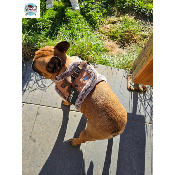 HARNAIS VESTE EDOUARD POUR BOULEDOGUE FRANCAIS MILK AND PEPPER