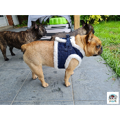 HARNAIS VESTE TYLER MILK AND PEPPER POUR BOULEDOGUE