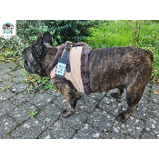 HARNAIS VESTE MONTY POUR BOULEDOGUE FRANCAIS 