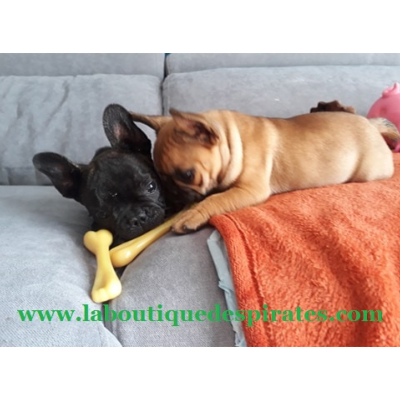 LES JOUETS POUR CHIOT