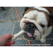 OS BIO 100% NATUREL BOULEDOGUE ANGLAIS