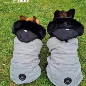PARKA HARLINGTON POUR BOULEDOGUE
