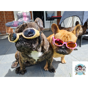 LUNETTES DE SOLEIL DOGGLES