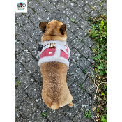 HARNAIS VESTE SOLENE POUR BOULEDOGUE FRANCAIS
