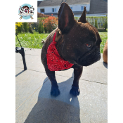 COLLIER BANDANA STAR ROUGE BOULEDOGUE