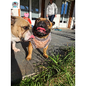 HARNAIS VESTE EDOUARD POUR BOULEDOGUE FRANCAIS MILK AND PEPPER
