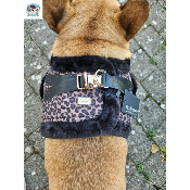 HARNAIS VESTE ASHA POUR BOULEDOGUE FRANCAIS
