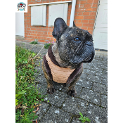 HARNAIS VESTE MONTY POUR BOULEDOGUE FRANCAIS 