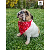 COLLIER BANDANA STAR ROUGE BOULEDOGUE