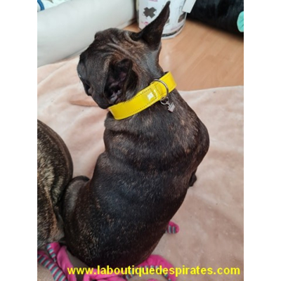 COLLIER COCO JAUNE POUR BOULEDOGUE