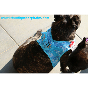 HARNAIS VESTE CURLI OCEAN BOULEDOGUE