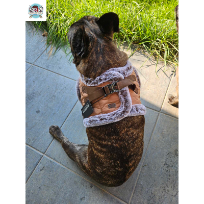 HARNAIS VESTE EDOUARD POUR BOULEDOGUE FRANCAIS MILK AND PEPPER