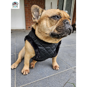 HARNAIS VESTE  JAKE POUR BOULEDOGUE FRANCAIS MILK AND PEPPER