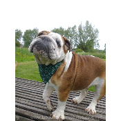 COLLIER BANDANA STAR VERT BOULEDOGUE