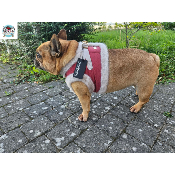HARNAIS VESTE SOLENE POUR BOULEDOGUE FRANCAIS