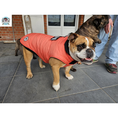 MANTEAU COSTAUD SAUMON SPECIAL BOULEDOGUE ANGLAIS