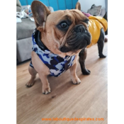 IMPERMEABLE TRICKS POUR BOULEDOGUE