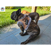 HARNAIS VESTE EDOUARD POUR BOULEDOGUE FRANCAIS MILK AND PEPPER